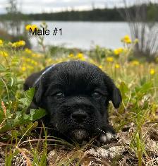 5 Cocker Spaniel X Shih Tzu Puppies - Photo 5