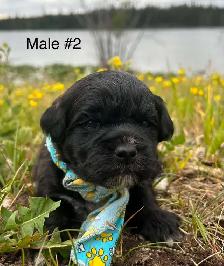 5 Cocker Spaniel X Shih Tzu Puppies - Photo 6