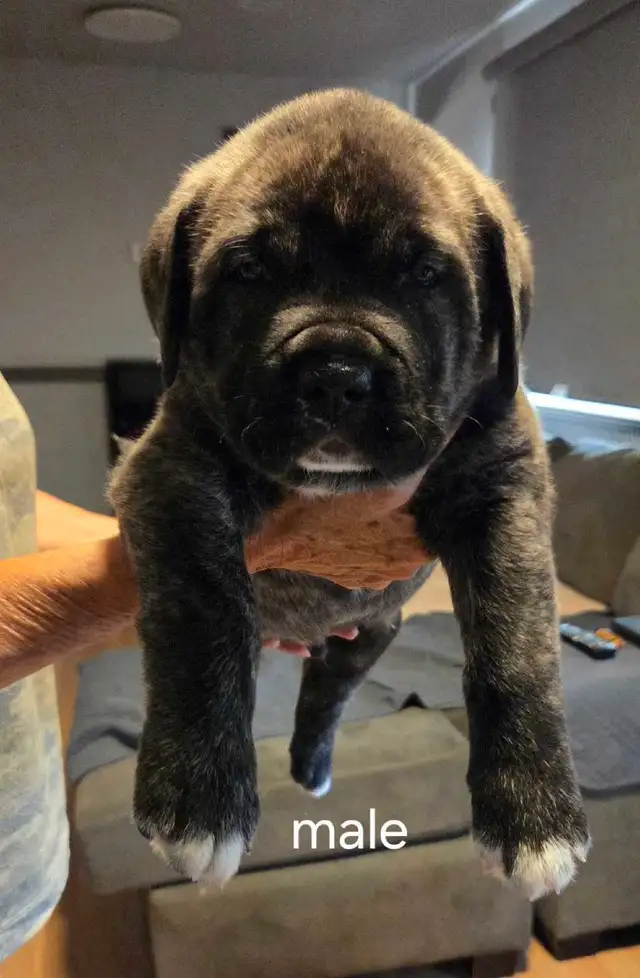 English and Italian mastiff mix