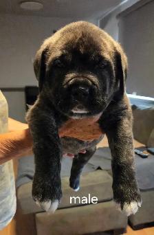 English and Italian mastiff mix