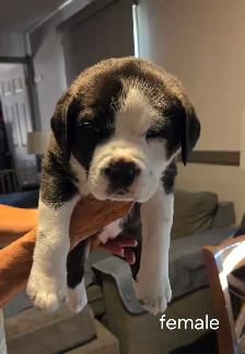 English and Italian mastiff mix - Photo 2