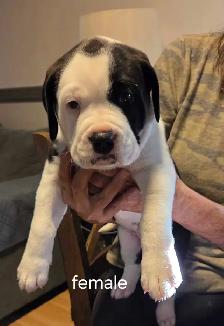 English and Italian mastiff mix - Photo 3