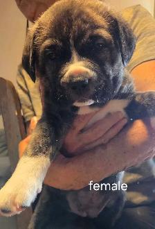 English and Italian mastiff mix - Photo 4