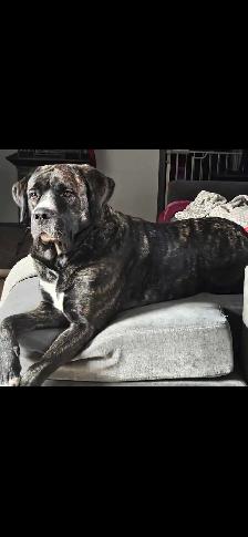 English and Italian mastiff mix - Photo 5