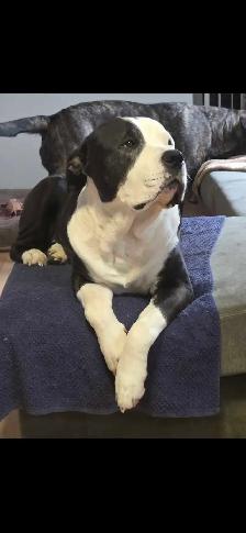 English and Italian mastiff mix - Photo 6
