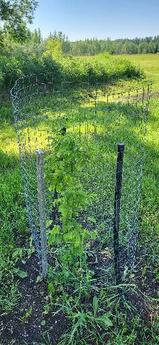 Tree protectors
