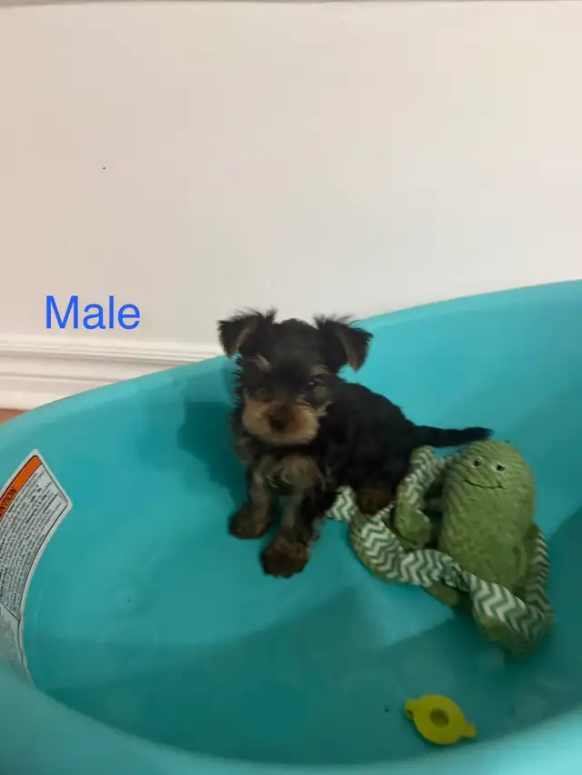 Yorkshire Terrier Puppies