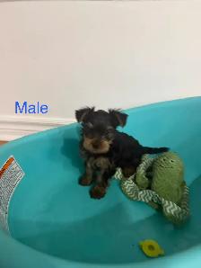 Yorkshire Terrier Puppies