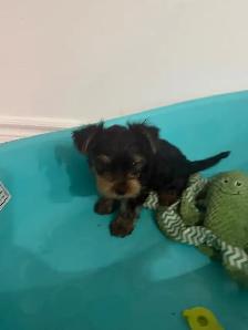 Yorkshire Terrier Puppies - Photo 2