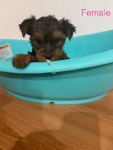 Yorkshire Terrier Puppies - Photo 3