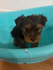 Yorkshire Terrier Puppies - Photo 4