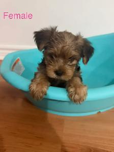 Yorkshire Terrier Puppies - Photo 5