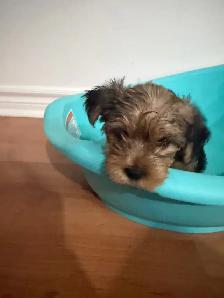 Yorkshire Terrier Puppies - Photo 6
