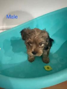 Yorkshire Terrier Puppies - Photo 7