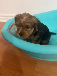 Yorkshire Terrier Puppies - Photo 8