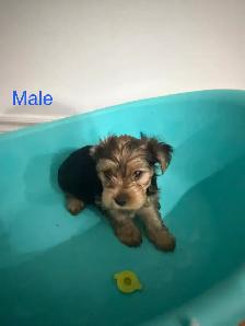 Yorkshire Terrier Puppies - Photo 9