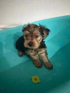Yorkshire Terrier Puppies - Photo 10
