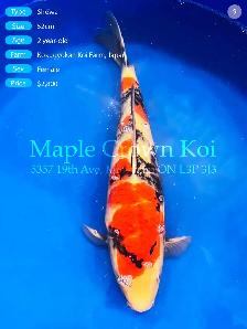 ✨ Dainichi Kirin | 72cm Female ✨
