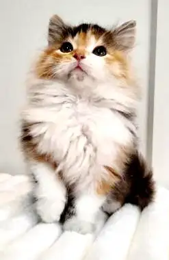 Sibérienne. Hypoallergene