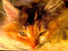Sibérienne. Hypoallergene - Photo 3