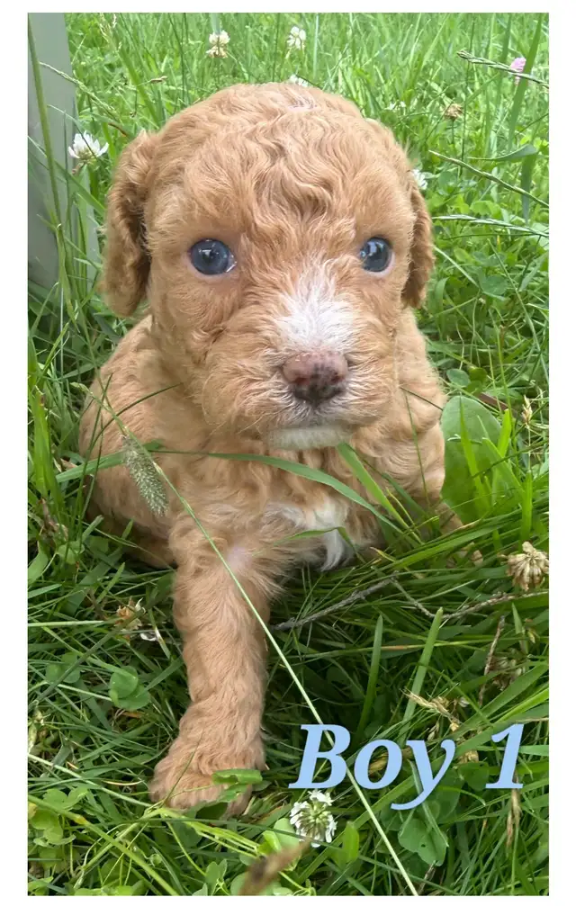 Mini-Toy Cavapoo F1B ❤️❤️❤️❤️