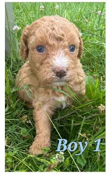 Mini-Toy Cavapoo F1B ❤️❤️❤️❤️