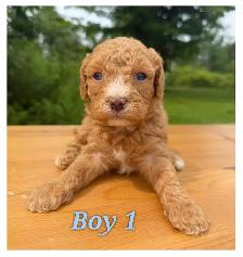 Mini-Toy Cavapoo F1B ❤️❤️❤️❤️ - Photo 2