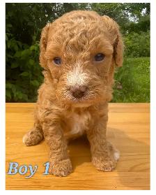 Mini-Toy Cavapoo F1B ❤️❤️❤️❤️ - Photo 3