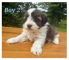 Mini-Toy Cavapoo F1B ❤️❤️❤️❤️ - Photo 4