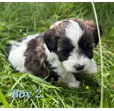 Mini-Toy Cavapoo F1B ❤️❤️❤️❤️ - Photo 5
