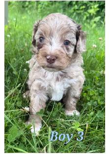 Mini-Toy Cavapoo F1B ❤️❤️❤️❤️ - Photo 6
