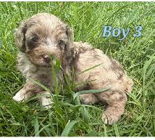 Mini-Toy Cavapoo F1B ❤️❤️❤️❤️ - Photo 7