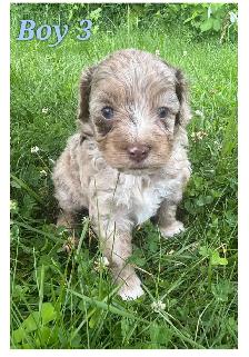 Mini-Toy Cavapoo F1B ❤️❤️❤️❤️ - Photo 8