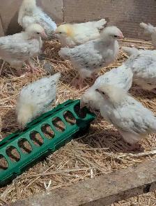 Pullets Columbian Rock