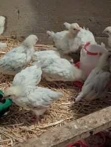 Pullets Columbian Rock - Photo 2