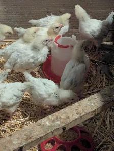 Pullets Columbian Rock - Photo 3