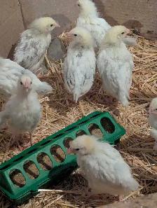 Pullets Columbian Rock - Photo 4