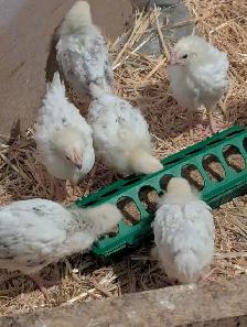 Pullets Columbian Rock - Photo 5