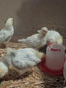 Pullets Columbian Rock - Photo 6