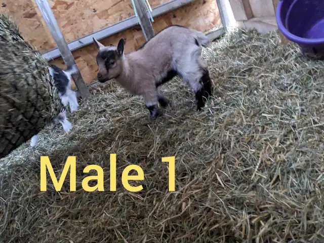 Nigerian Dwarf Bucklings