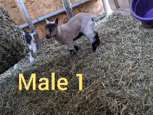 Nigerian Dwarf Bucklings