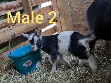 Nigerian Dwarf Bucklings - Photo 2