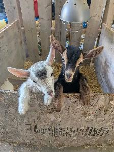 Nigerian Dwarf Bucklings - Photo 4