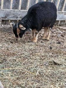 Nigerian Dwarf Bucklings - Photo 5
