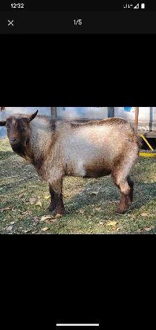 Nigerian Dwarf Bucklings - Photo 6