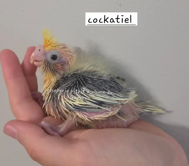 Oiseaux  cockatiel et touis Catherine