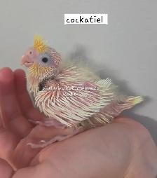 Oiseaux  cockatiel et touis Catherine - Photo 3