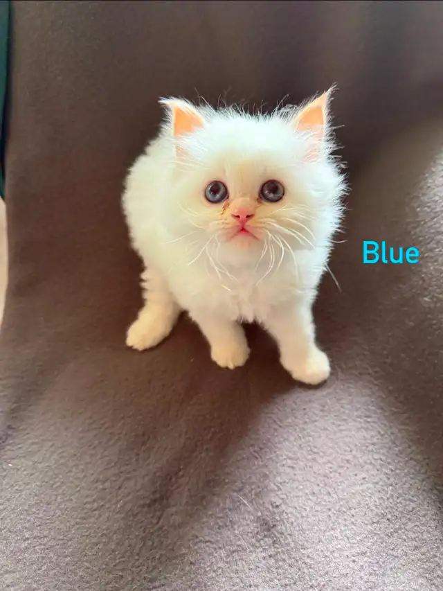 Beautiful Himalayan Kittens