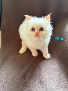 Beautiful Himalayan Kittens