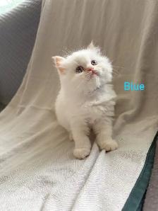 Beautiful Himalayan Kittens - Photo 2